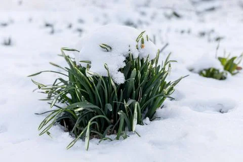 Crocusse Looking for Spring. Germany. Stock Photos