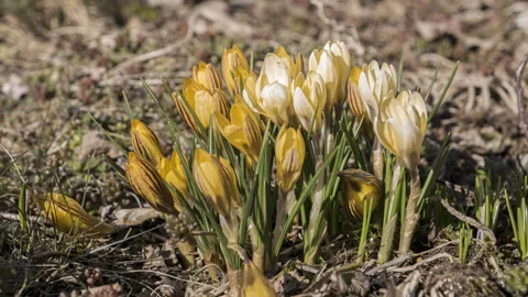 Crocusses in the garden as timelapse Stock Footage 171404476