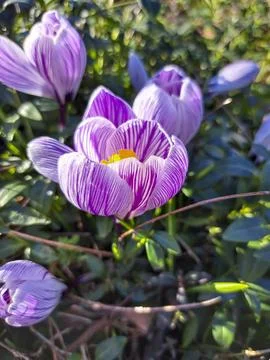 Crocusses iluminated by sunlight in the spring Stock Photos