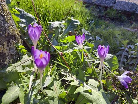 Crocusses iluminated by sunlight in the spring Stock Photos