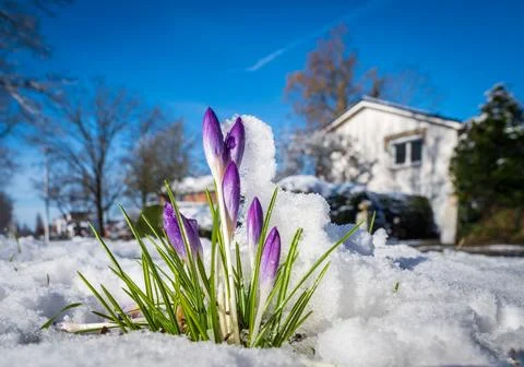 Crocusses in snow Stock Photos