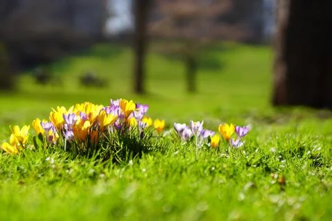 Crocusses in spring in munich bavaria Stock Photos