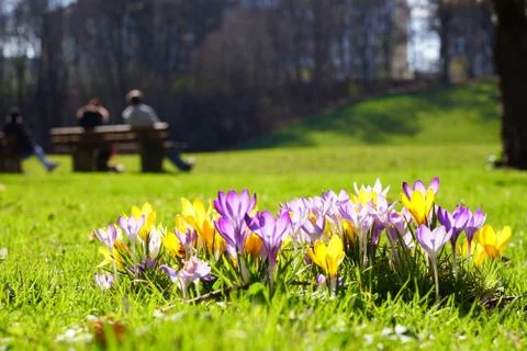 Crocusses in spring in munich bavaria Stock Photos