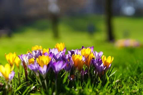 Crocusses in spring in munich bavaria Stock Photos