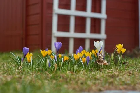 Crocusses in spring in munich bavaria Stock Photos