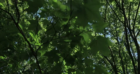 Crohn and maple branches, young green foliage, low angle Stock Footage 131382698