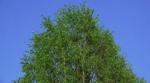 Crohn's birch. 4K. Video stock 38719448