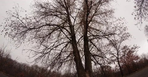 Crohn's of Dual Bare Tree in the Grove Under a Heavy Sky Stock Footage 60428132