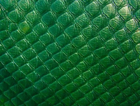 Crokodile leather texture Foto stock