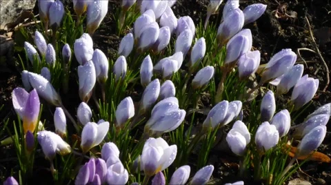 Crokus Blue Pearl in spring Stock Footage 60868601