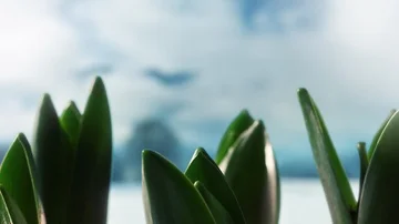 Crokus growing close up winter Видео 86038131