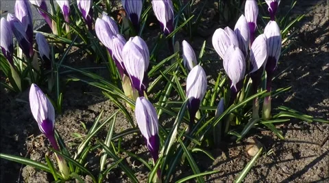 Crokus King of the Striped in spring Stock Footage 60868502