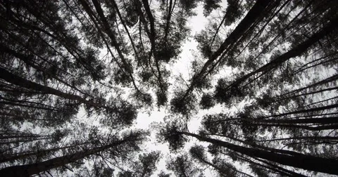 Crones of Bare Trees in Swaying in the Wind Under a Heavy Sky Stock Footage 60557974