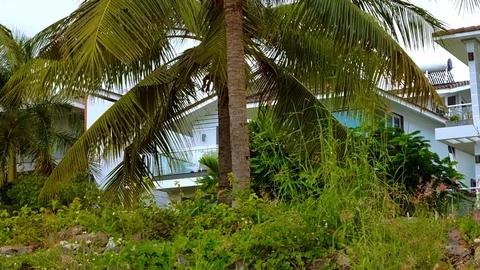 Crones of coconut palms against the gray sky. Stock Footage 70632342