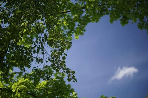 Crones of trees against the sky Stock Photos
