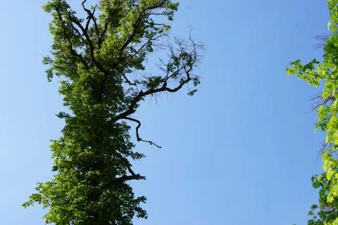 Crones of trees against the sky Stock Photos