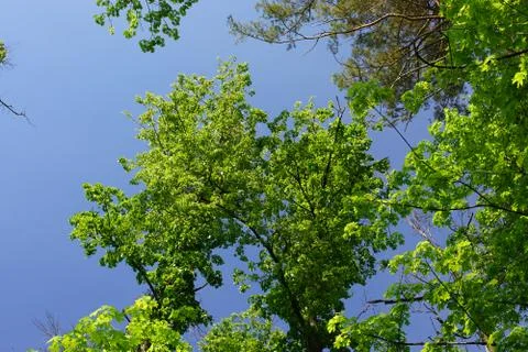 Crones of trees against the sky Stock Photos