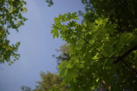Crones of trees against the sky Stock Photos