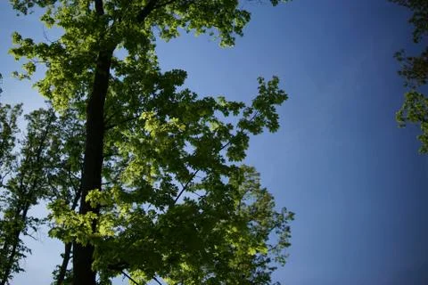Crones of trees against the sky Stock Photos