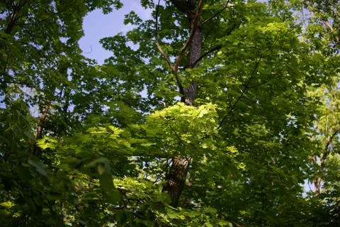 Crones of trees against the sky Stock Photos