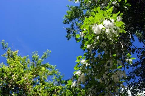 Crones of trees against the sky Stock Photos