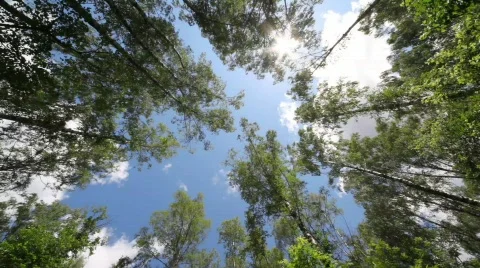 Crones of trees and sun shines through gentle green foliage Stock Footage 878302