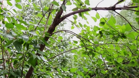 Crones of trees Stock Footage 221500915