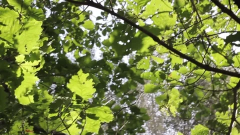 Crones of trees Stock Footage 221697975