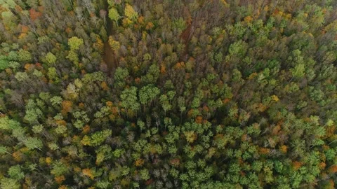 Crones trees of green forest. Air View Stock Footage 161424047