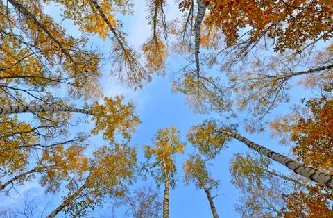 Crones of trees Stock Photos