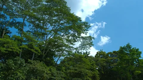 Crones of tropical trees against the sky Stock Footage 63618372