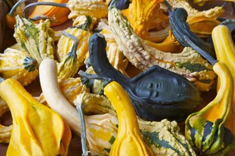 Crook neck  pebble skin squash Stock Photos