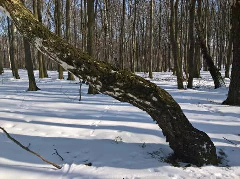 Crooked Birch Stock Photos