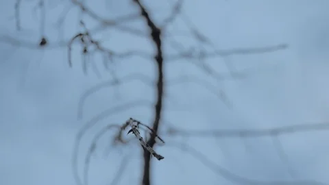 Crooked branches of an old dead tree in a forest. Clear blue sky background. Old Stock Footage 108207331