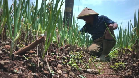 Crooked farmer Stock Footage 169374558