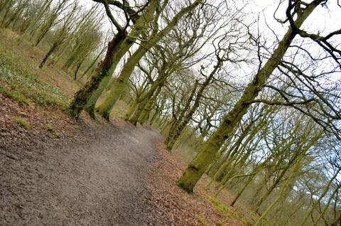 Crooked Forest Path Stock Photos