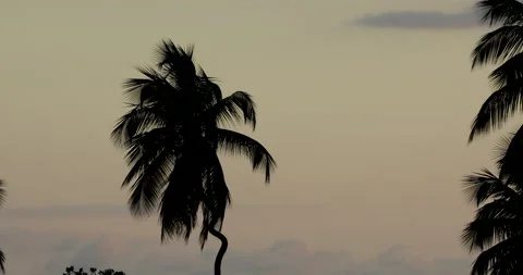 A crooked palm tree blows in the wind at sunset. Stock Footage 147946614