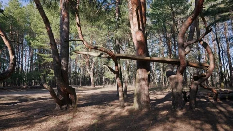 Crooked Pine Trees Growing In Quiet Forest With Bright Dappled Sunlight Video stock 331139577