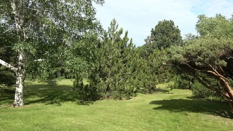 Crooked pruned tree in  park Stock Footage 108751073