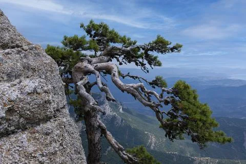 Crooked relic tree A pine grows on the edge of a mountain cliff against the s Foto stock
