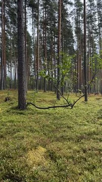 A crooked small broadleaf sapling grows with a bent trunk among tall straight Stock Photos