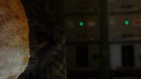 Crooked teeth of a teddy bear, which is standing in the retro power station Stock Footage 125515879