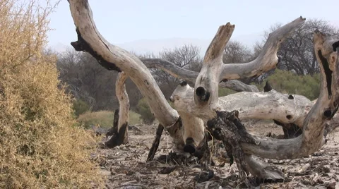Crooked Tree at Desert Stock-Footage 920534
