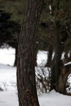 Crooked tree in the forest Fotos Stock