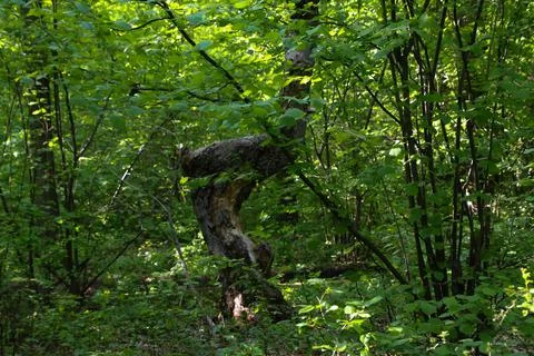 Crooked tree in the forest Stock Photos
