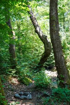 Crooked tree in the forest Stock Photos