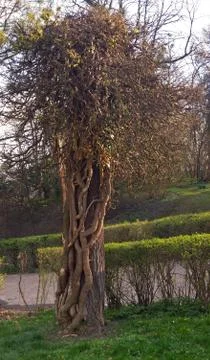 Crooked tree Stock Photos