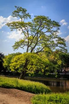 Crooked tree Stock Photos