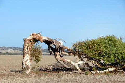 Crooked tree Stock-Fotos