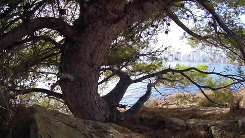 Crooked tree on the rock Vidéo 158894751